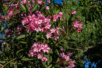 Obraz premium Pink oleander flower branch blooming on green background in garden. Beautiful mediterranean evergreen shrub foliage under bright sunlight on spring day in May, detail view.