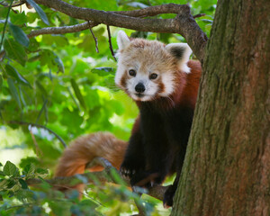 Obraz premium Cute Red Panda Looking Directly into the Camera Lens Close Up