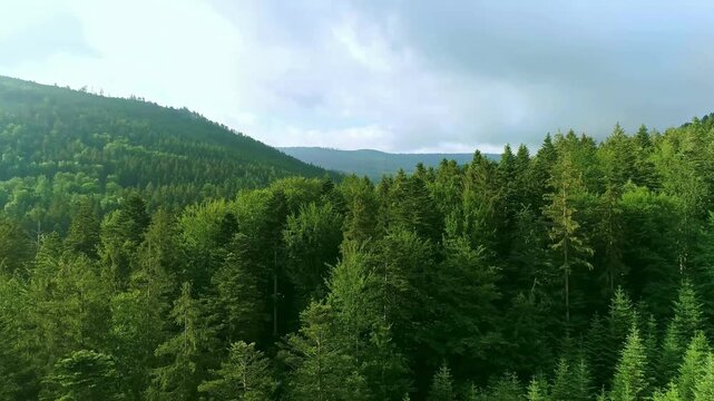 Dense forest, green trees, mountain landscape, natural scenery