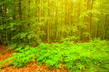 green forest glade  in light of sun © Yuriy Kulik