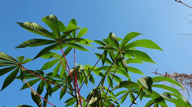 Low angle video of cassava plant leaves rustling in the soft breeze during a bright sunny day. Great for agricultural themes, farming, nature, agriculture, or background and organic food concepts
