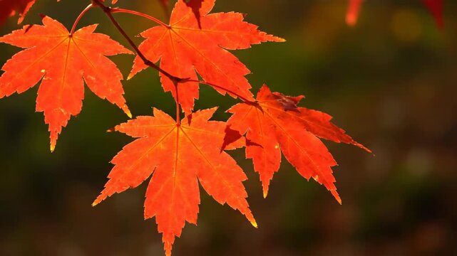 Vibrant orange maple leaves backlit by autumn sun