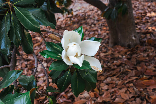 Magnolia blanca en la rama de un &aacute;rbol