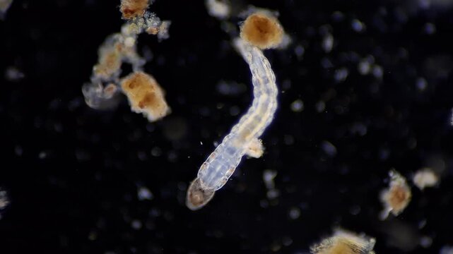 Transparent aquatic larva of Biting Midge under darkfield microscopy 