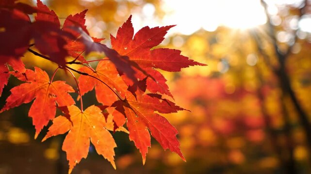 Vibrant red maple leaves in autumn forest with golden light