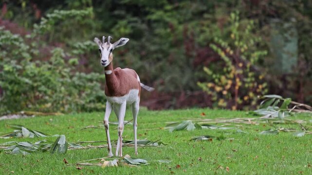 Dama gazelle, Gazella dama mhorr or mhorr gazelle is a species of gazelle. Lives in Africa in the Sahara desert and the Sahel, browses on desert shrubs and acacia and it eats rough grasses in drought