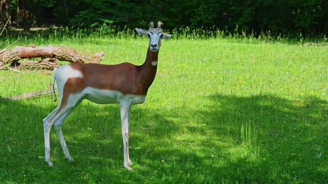Dama gazelle, Gazella dama mhorr or mhorr gazelle is a species of gazelle. Lives in Africa in the Sahara desert and the Sahel, browses on desert shrubs and acacia and it eats rough grasses in drought