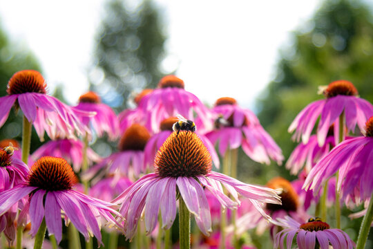 Summer macro photography bumble bee enjoying flowers