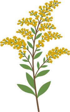 Goldenrod flower plant illustration