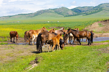 Naklejka premium Mongolian Animals, Camels, Horses