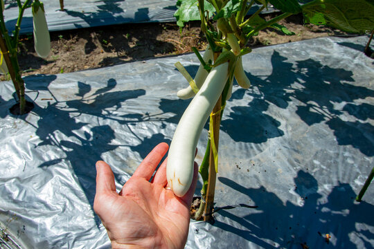 White Eggplants in the Garden