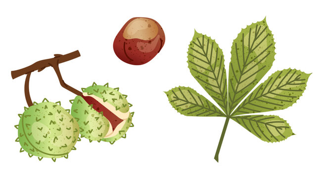 Flat illustration horse chestnut branch with green leaf, spiky conkers and chestnut seed. Botanical autumn elements isolated on white background for seasonal, educational and nature designs.