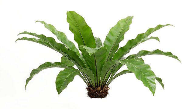 Lush Green Birds Nest Fern Plant Isolated on White Background.