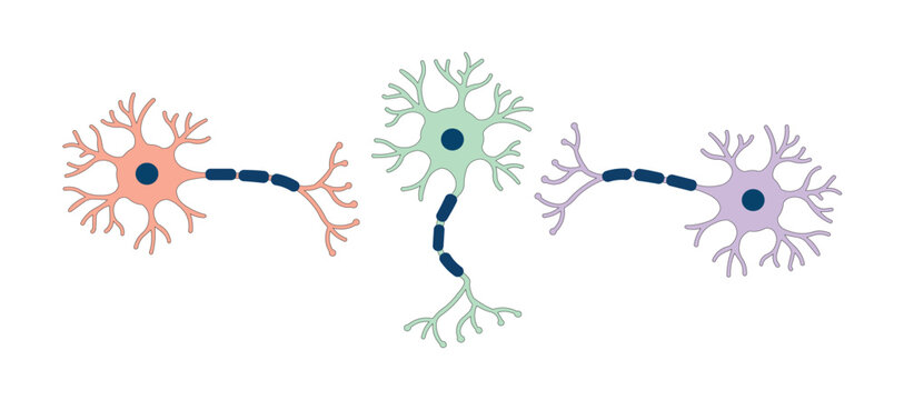 Neuron cell types vector set &ndash; Human nervous system, brain anatomy and neurology illustration