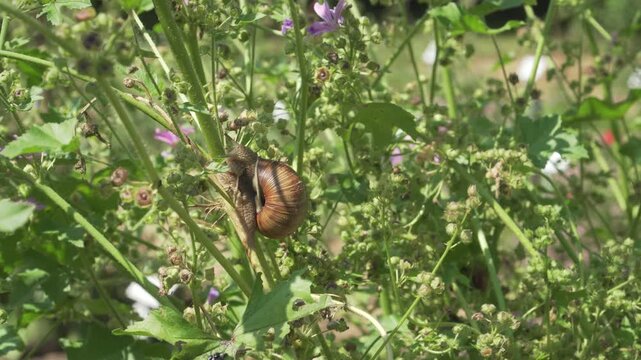 A large Roman snail with a brown striped shell slowly climbs a common mallow stem surrounded by green leaves and buds. Great for wildlife documentaries and educational biology. 