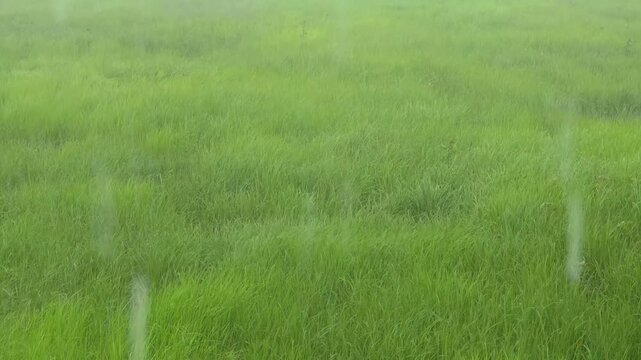 Rain falling on lush green rice paddy field