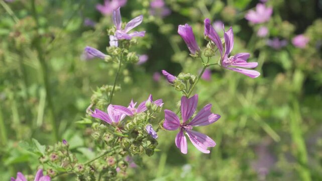 Vibrant purple petals of a common mallow plant sway gently in the breeze with a soft, blurred background on a sunny day. Ideal for botanical education, plant science, and herbal health content.