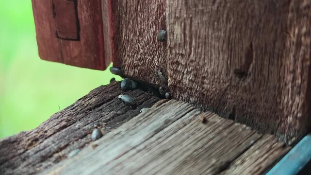 A swarm of black beetles was crawling on the wooden floor.