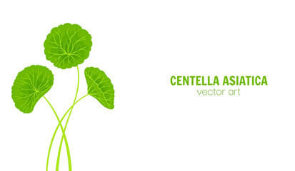 Fototapeta premium Centella asiatica stems and leaves Hand drawn cartoon style background. Gotu kola, Asiatic pennywort herb in various shapes. Medicinal plant for banner, template poster, postcard Vector pattern banner