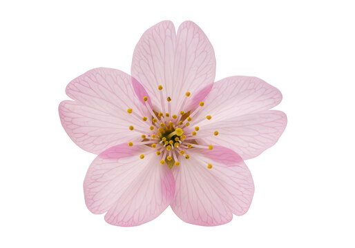 Beautiful single pink cherry blossom flower with yellow center petals in spring season macro