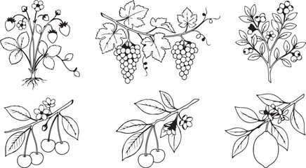 Fototapeta premium Citrus Fruit Collection Vector for Refreshing Designs