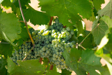 Close-up of clusters of green wine grapes ripening on the vine surrounded by lush leaves in a vineyard. The photograph illustrates viticulture, grape cultivation, and the early stages of wine © Pedro