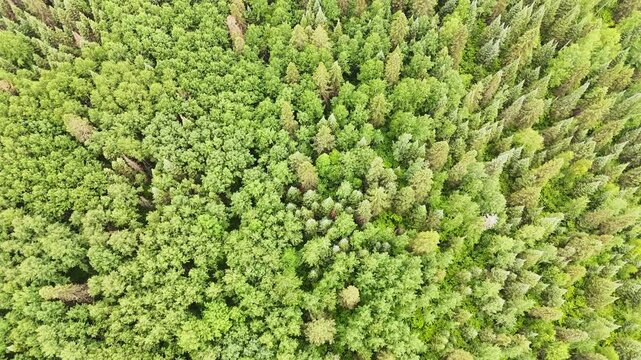 Drone footage rising from a top-down view of mixed conifer and deciduous forest to reveal an endless boreal landscape stretching toward the distant horizon.