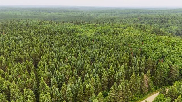 Drone footage descending toward a lush conifer forest, highlighting textured evergreen treetops and the rich patterns of Northern Ontario's boreal wilderness.