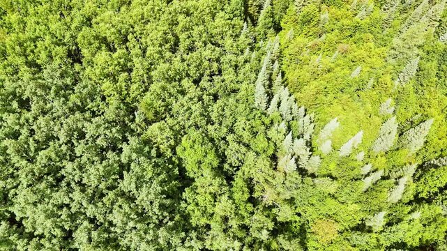 Drone footage rising from a top-down view of mixed forest to reveal an endless boreal landscape with a distant lake, showcasing the vast wilderness of Northern Ontario.
