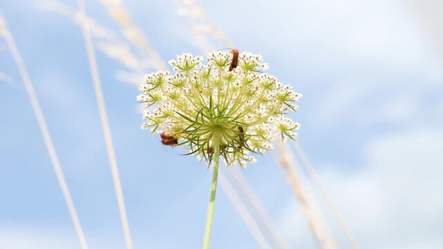 Wild carrot plant, daucus carota, wildflower with common red soldier beetles and fly, flowers attract variety of pollinators