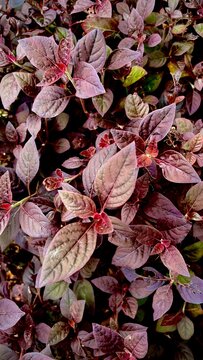 Top view alternanthera dentata or little ruby leaf plant in a lush garden, natural background concept.
