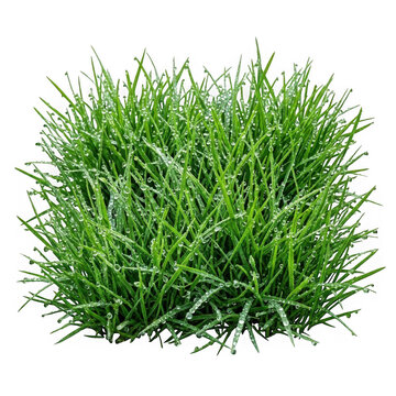 Thick bunch of green grass with morning dew moisture transparent vegetation outdoors as PNG cutout