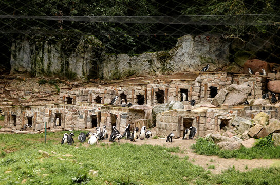 African penguins near stone nesting houses in zoo enclosure. Group of jackass penguins standing on green grass and rocks, captive breeding, wildlife conservation and tourism concept