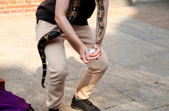 Street performer holding money with large python snake wrapped around shoulders. Close up of person holding cash bills with exotic reptile on body, street busking, tourist attraction