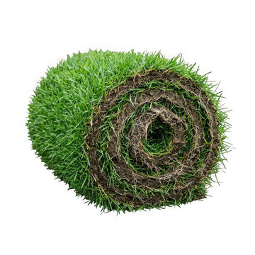 Rolled up piece of natural green grass sod with dark soil as clean cutout