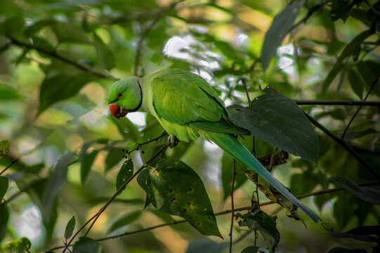 Green Parrot on Branch with Foliage