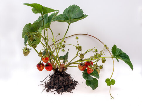 Whole strawberry plant with roots isolated on white background