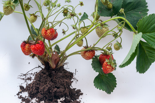 Close-up of strawberry plant with ripe and unripe fruits isolated on white