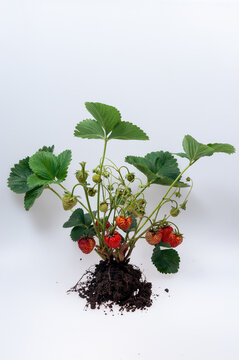 Whole strawberry plant with roots isolated on white background, vertical