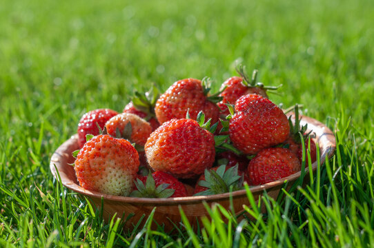 Fresh ripe strawberries in a wooden bowl on green grass in summer sunlight