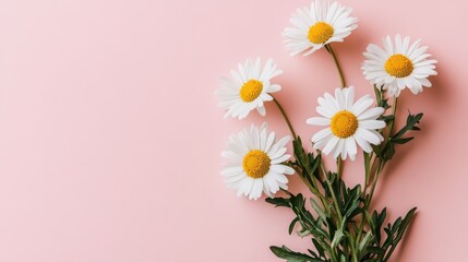 Obraz premium white daisies on pink background