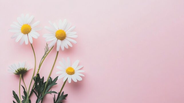 white daisies on pink background