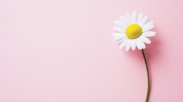 daisy flower on pink background