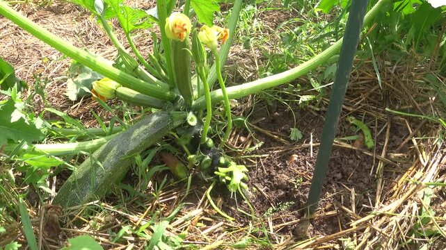 Gardener using twine to tie up a pruned zucchini plant to a vertical wooden stake