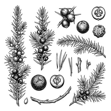 Hand drawn juniper berry and sprig botanical sketch set isolated on white background