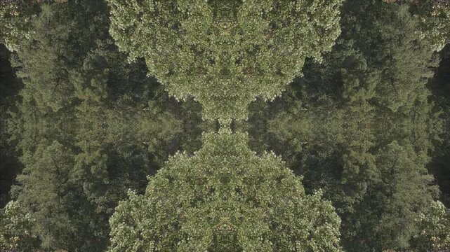 Abstract kaleidoscopic forest canopy transition with symmetric tree foliage patterns and rhythmic motion.