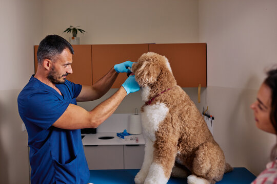 Veterinarian checking dog's teeth during routine dental exam