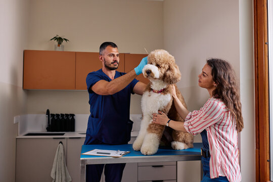 Veterinarian checking dog's ear with owner present in clinic