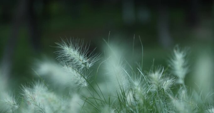 Soft White Foxtail Grass Swaying in the Breeze with Green Bokeh Background