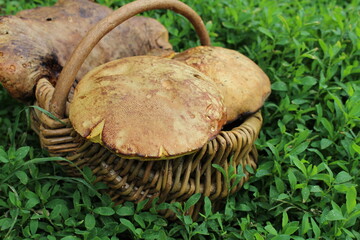 a full basket of fresh edible porcini mushrooms picked in the forest © Валентина Деревінськ